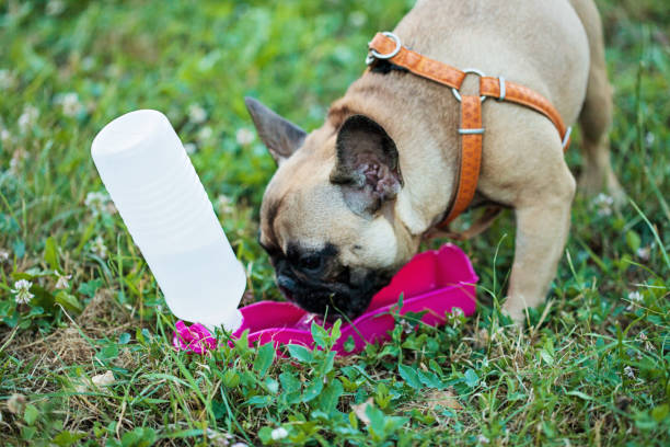 How Water Bottles for Dogs Keep Your Pet Hydrated on the Go